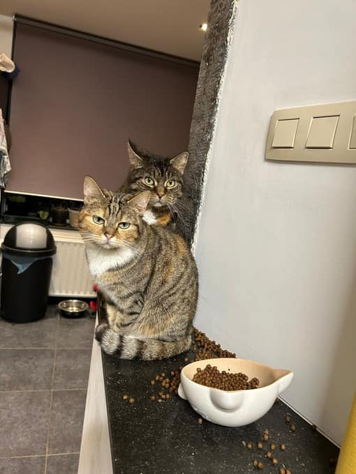 Kida et Cléo, deux chats, près de leur gamelle