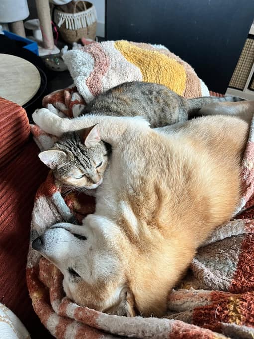 Yenko le chien et les chats Kida et Cléo en plein câlin