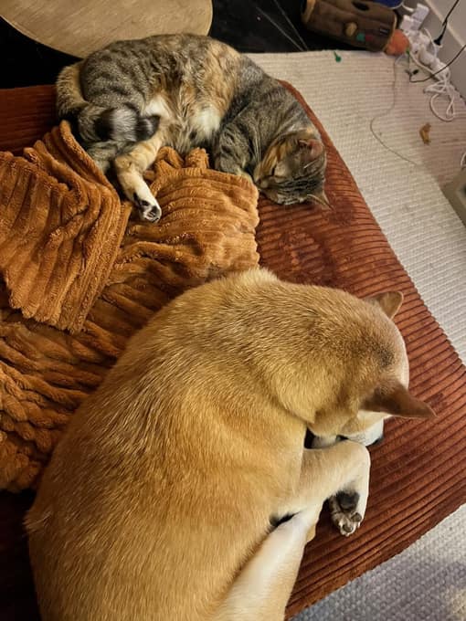 Yenko et les chats Kida et Cléo en pleine sieste