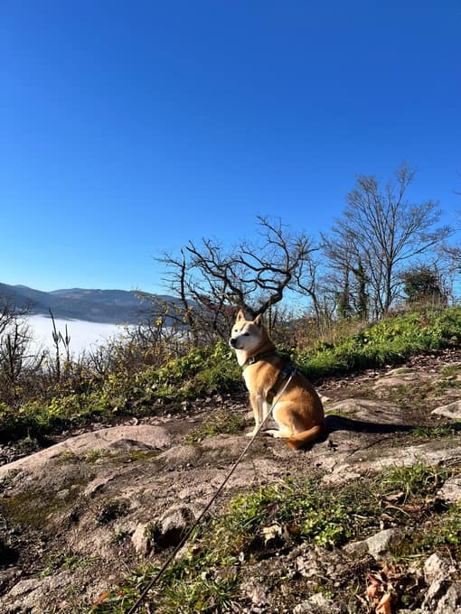Yenko, un shiba inu, en extérieur dans un beau paysage