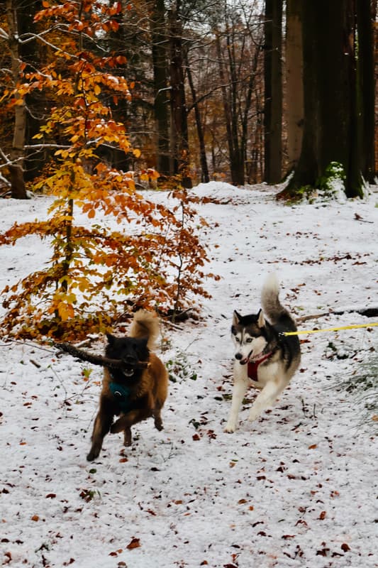 Dans la neige